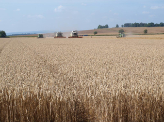 Rostlinná výroba