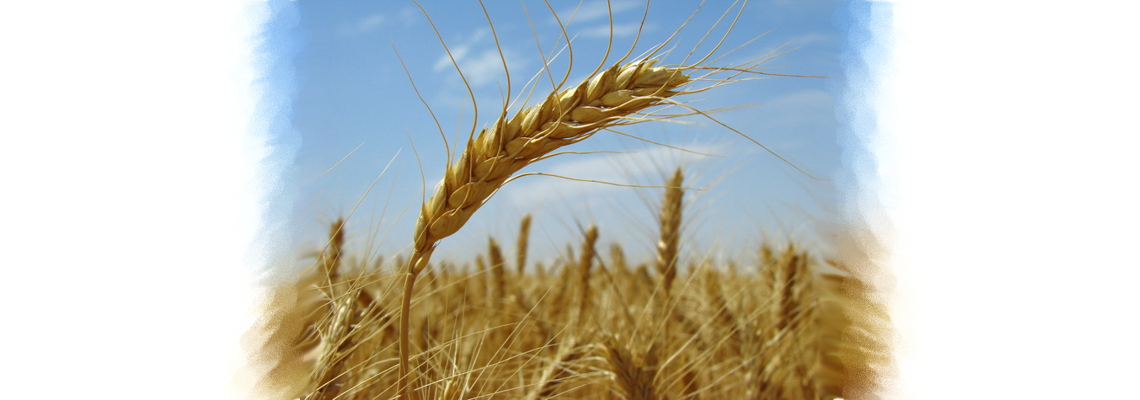Pšenice nejvyšší kvality