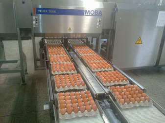 Moderní výroba vajec